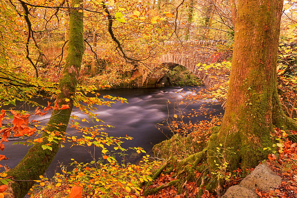 Autumn colours near Clappersgate Bridge over the River Brathay, Lake District, Cumbria, England, United Kingdom, Europe