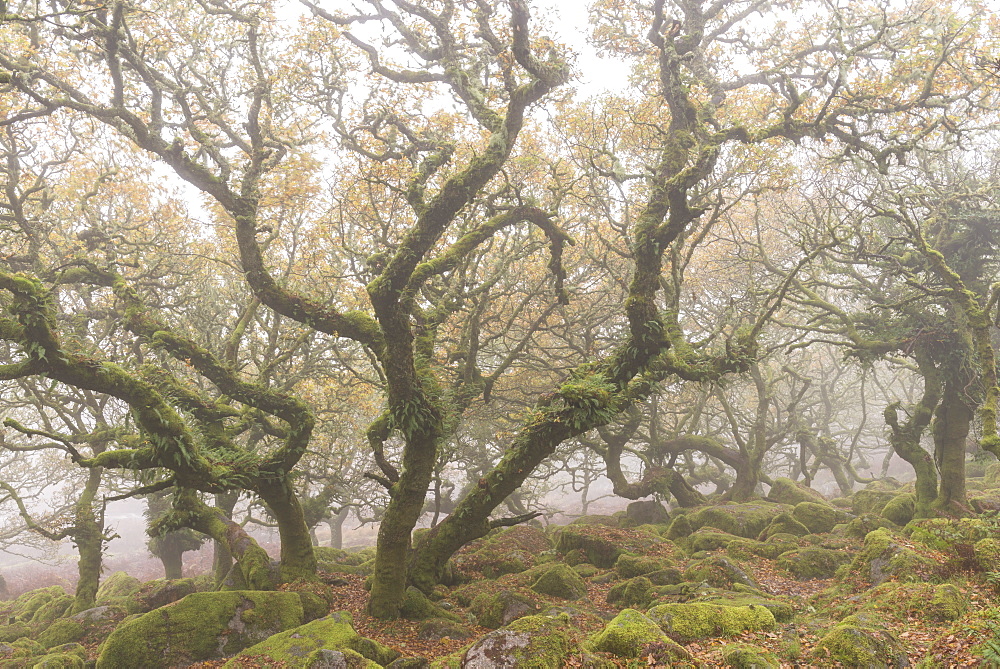 Gnarled and twisted trees within Wistman's Wood, Dartmoor National Park, Devon, England, United Kingdom, Europe