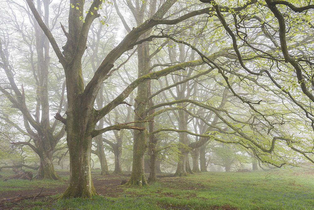 Mature Beech trees in morning fog, Whiddon Deer Park, Dartmoor, Devon, England, United Kingdom, Europe