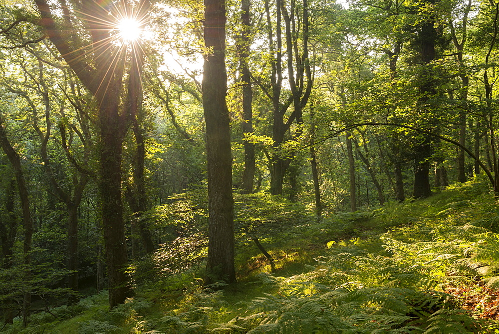 Early morning sunlight beams into a verdant deciduous wood in summertime, Dartmoor, Devon, England, United Kingdom, Europe