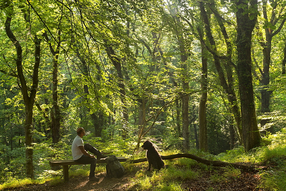 Man resting on a bench with dog in a verdant deciduous woodland in summertime, Dartmoor, Devon, England, United Kingdom, Europe