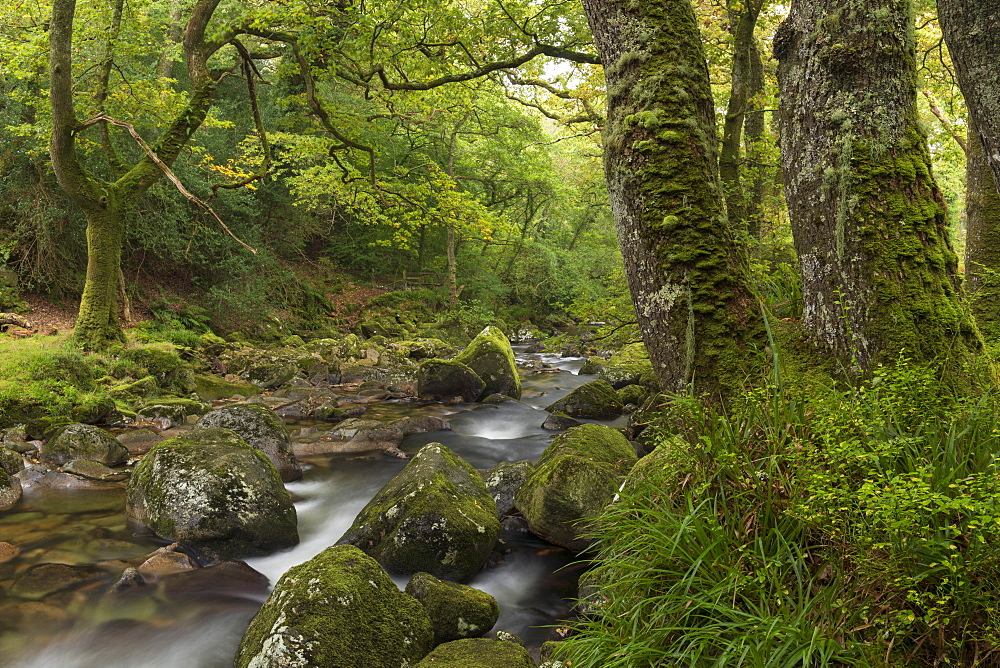 River Plym babbling through the verdant Dewerstone Wood, Dartmoor, Devon, England, United Kingdom, Europe