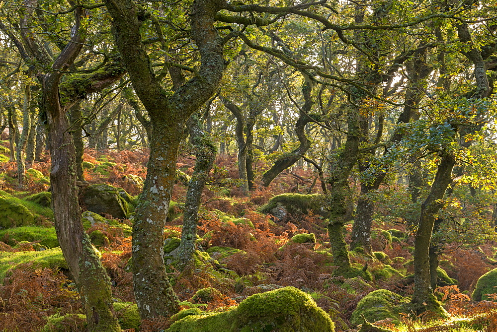 Morning sunshine lights up a moorland woodland of stunted oak trees, Black a Tor Copse, Dartmoor, Devon, England, United Kingdom, Europe