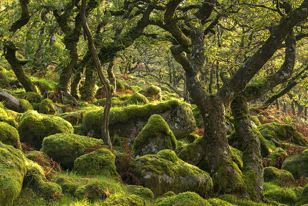 Morning sunshine lights up a moorland woodland of stunted oak trees, Black a Tor Copse, Dartmoor, Devon, England, United Kingdom, Europe