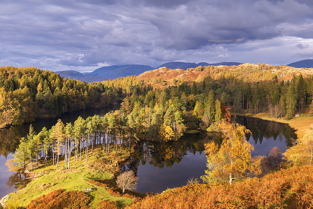 Gorgeous evening sunlight lights up Tarn Hows in the Lake District National Park, Cumbria, England, United Kingdom, Europe