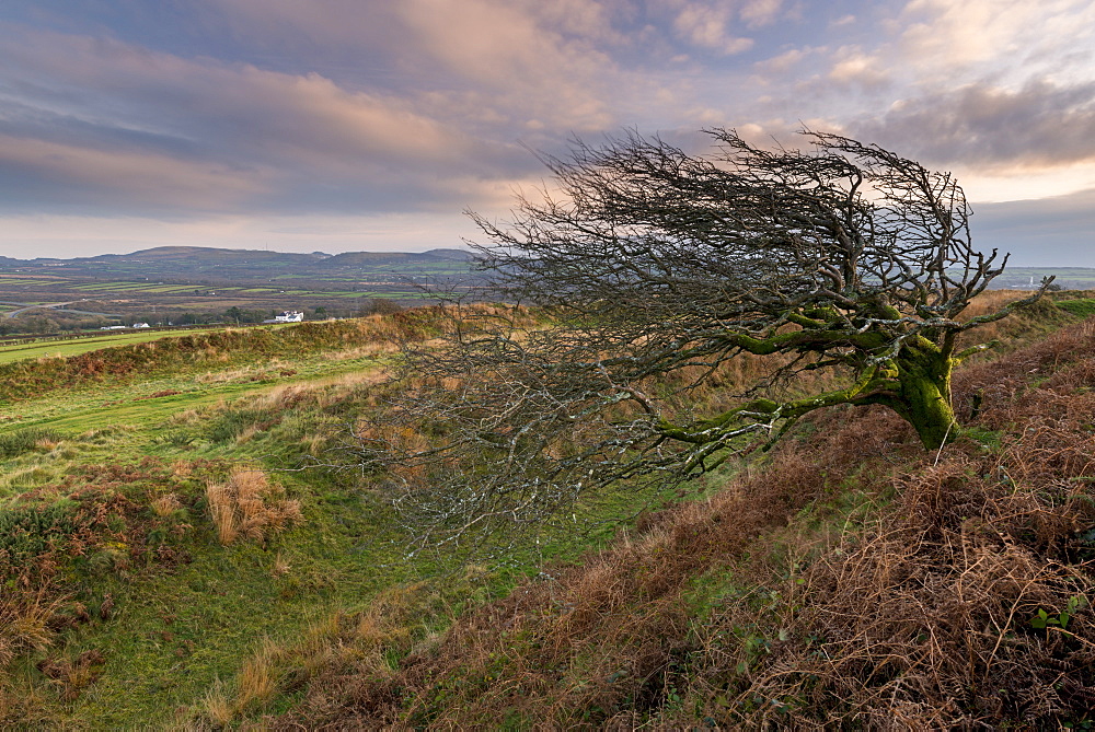 Windswept hawthorn tree growing on earth ramparts at Castle an Dinas iron age hillfort, Cornwall, England, United Kingdom, Europe