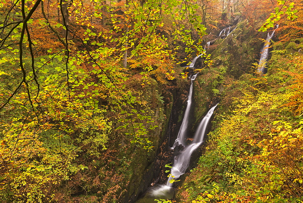 Stock Ghyll Force waterfall cascading down through autumnal deciduous woodland, Ambleside, Lake District, Cumbria, England, United Kingdom, Europe