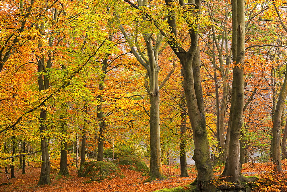 Beautiful autumnal foliage in a deciduous woodland near Grasmere, Lake District, Cumbria, England, United Kingdom, Europe