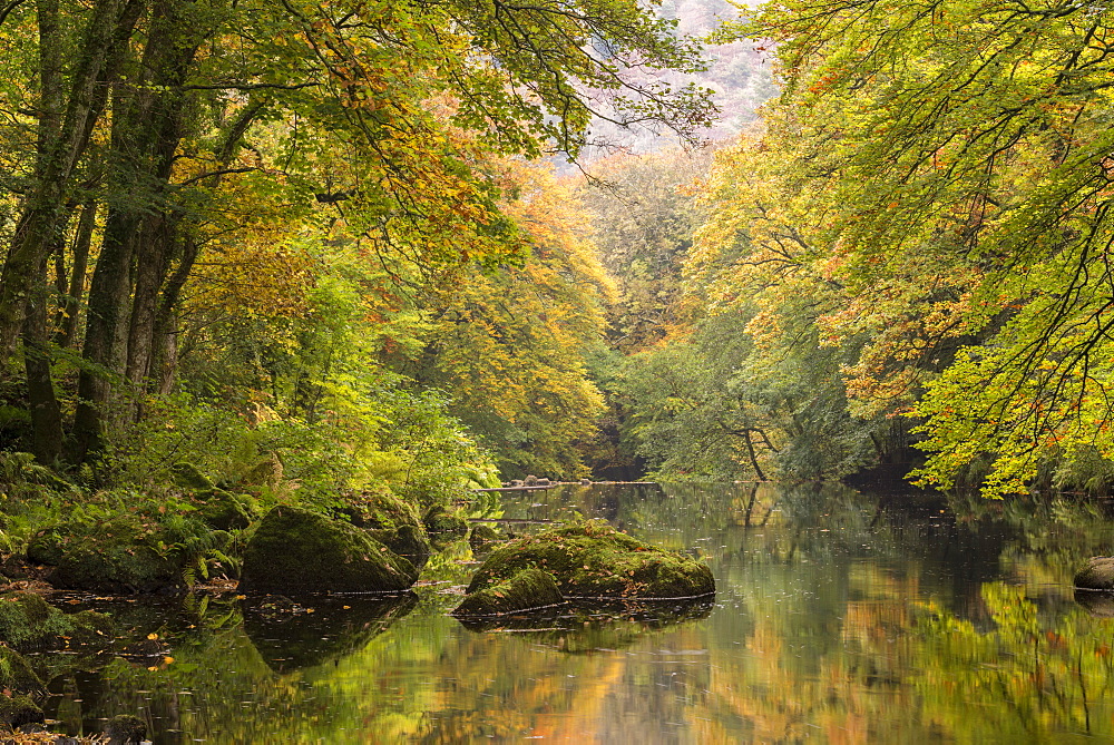 Autumnal trees overhanging the River Teign in Dartmoor, Devon, England, United Kingdom, Europe