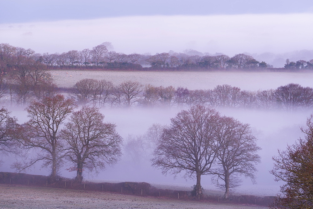 Mist and trees in rural farmland, South Tawton, Devon, England, United Kingdom, Europe