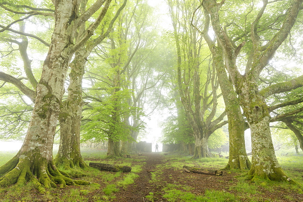 Lone figure standing in a misty deciduous woodland, Dartmoor, Devon, England, United Kingdom, Europe