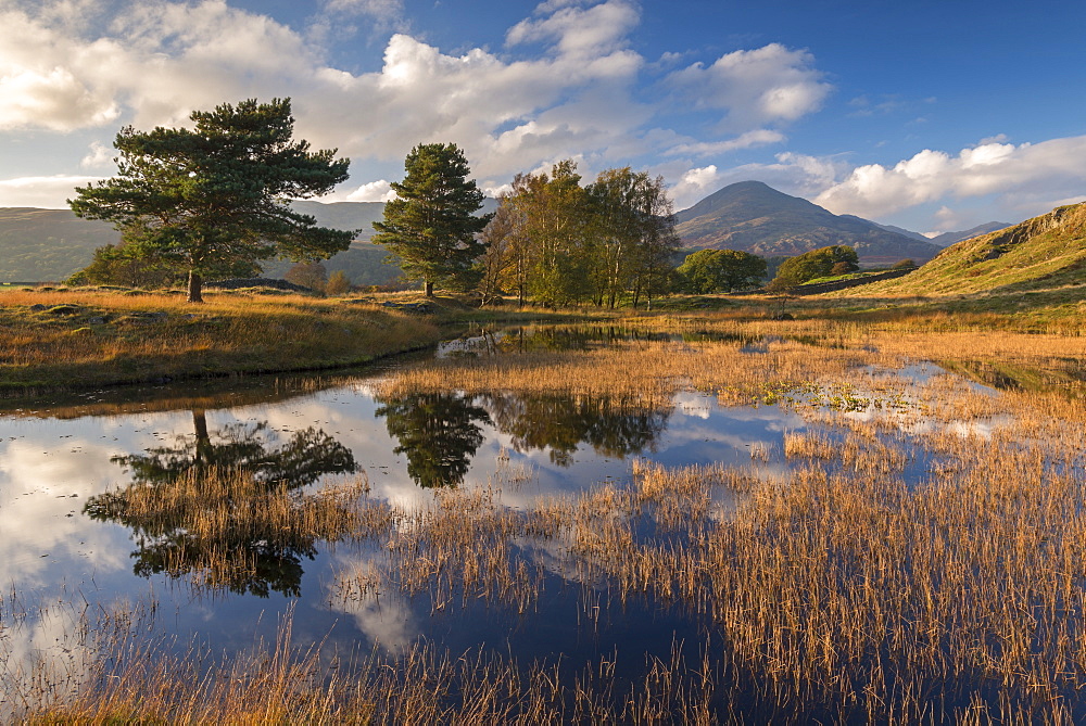 Kelly Hall Tarn and the Coniston Old Man, Lake District National Park, Cumbria, England, United Kingdom, Europe