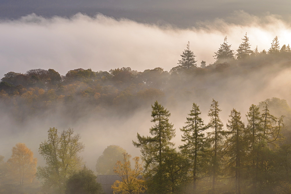 Morning mist floating through Manesty Wood on the banks of Derwent Water, Lake District, Cumbria, England, United Kingdom, Europe