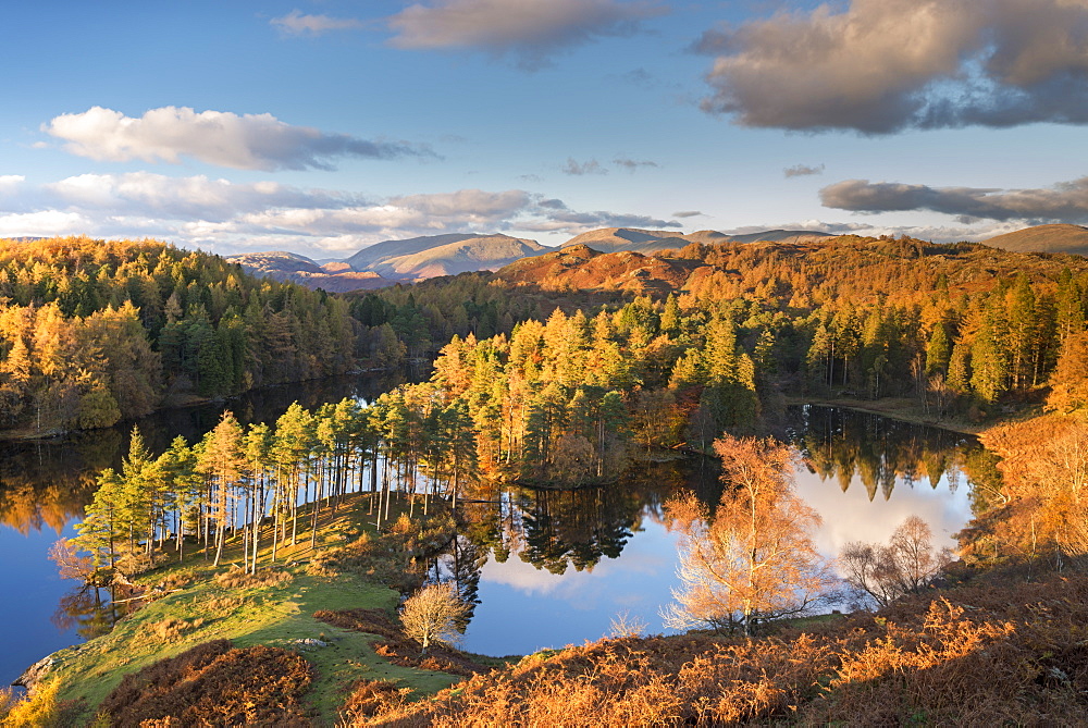 Rich evening sunshine glows on the trees at Tarn Hows in the Lake District National Park, Cumbria, England, United Kingdom, Europe