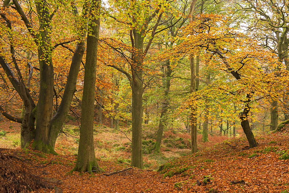 Autumnal deciduous woodland in the Lake District, Cumbria, England, United Kingdom, Europe