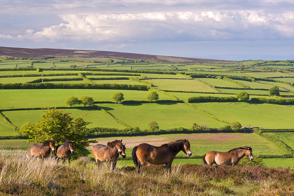 Exmoor ponies grazing on Winsford Hill in Exmoor National Park, Somerset, England, United Kingdom, Europe