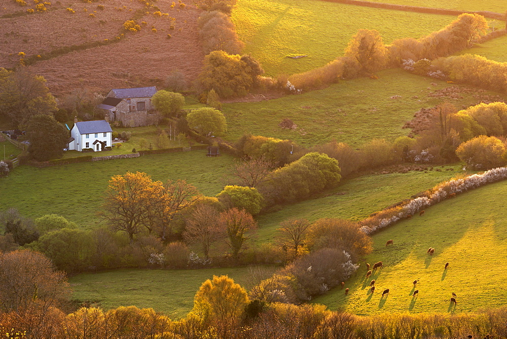 Rural cottage in idyllic countryside surroundings, Dartmoor National Park, Devon, England, United Kingdom, Europe