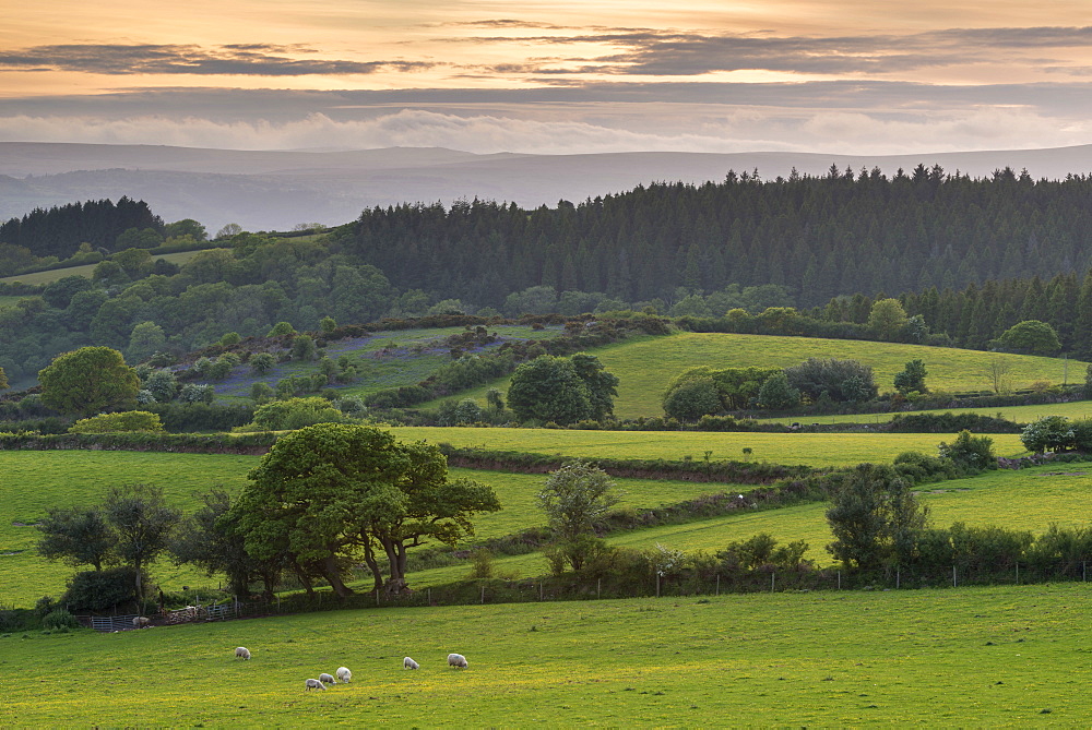 Rolling farmland near Moretonhampstead at sunset in spring, Dartmoor National Park, Devon, England, United Kingdom, Europe