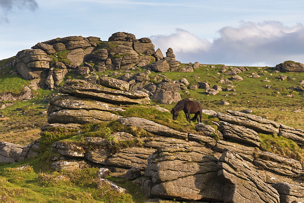 Free roaming Dartmoor pony grazing on the rugged granite outcrops near Saddle Tor, Dartmoor, Devon, England, United Kingdom, Europe