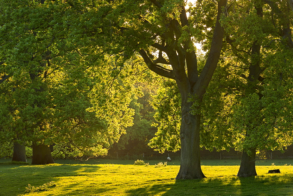 Sunlit trees on a summer evening in the Cotswolds, Gloucestershire, England, United Kingdom, Europe