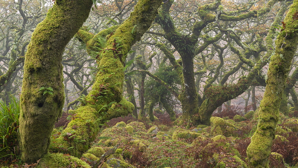 Twisted and gnarled pedunculate Oak trees in Wistman's Wood, Dartmoor National Park, Devon, England, United Kingdom, Europe