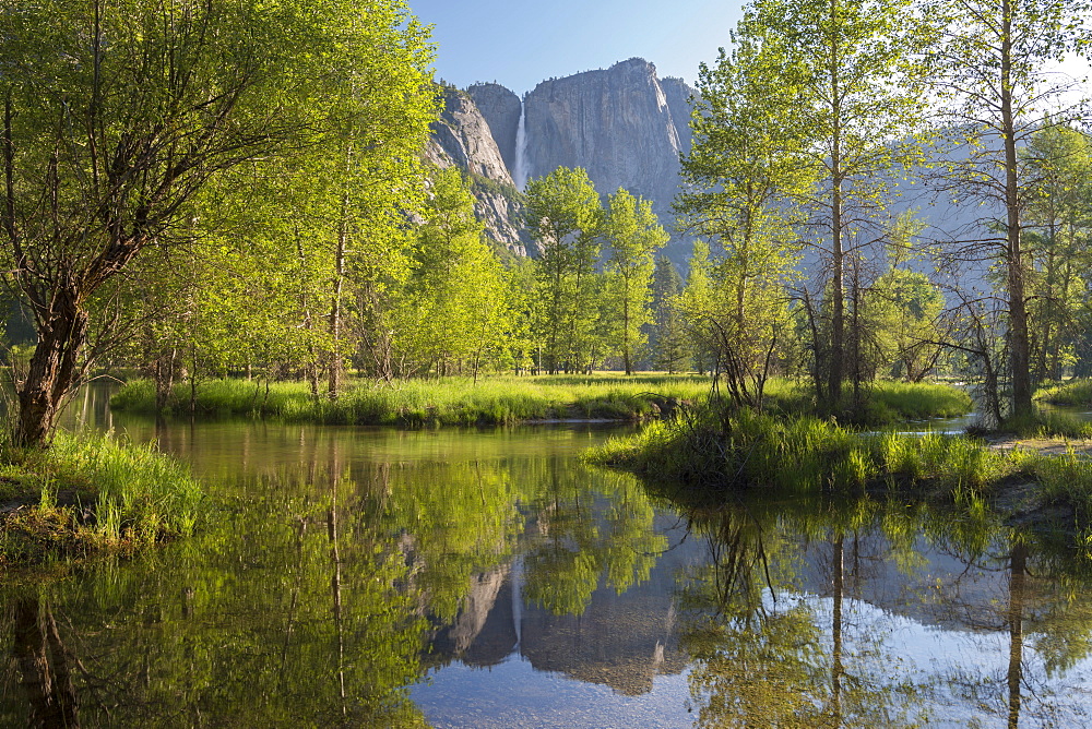 Spring foliage by Yosemite Falls reflected in the River Merced, Yosemite Valley, California, United States of America, North America