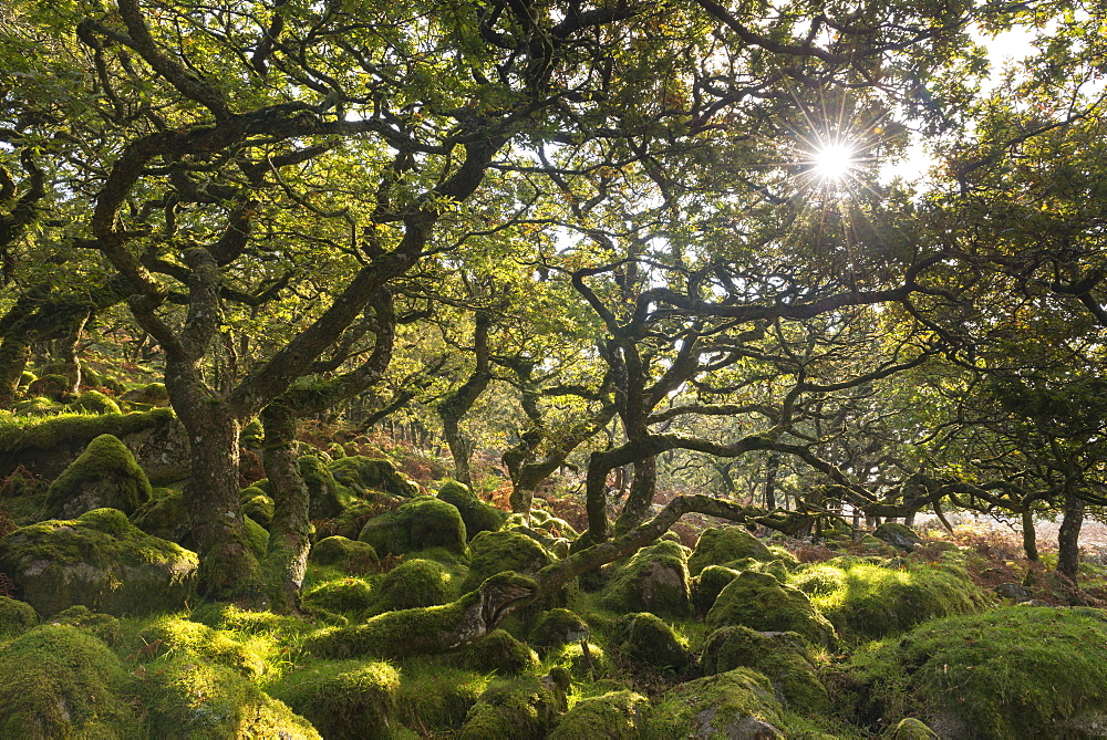 Morning sun shining through Black a Tor Copse stunted oak woodland on Dartmoor moorland, Devon, England, United Kingdom, Europe