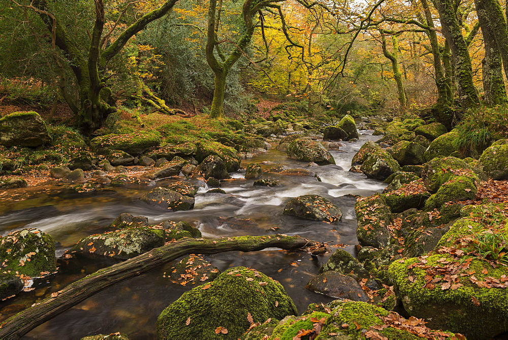 River Plym babbling between rocks in Dewerstone Wood, Shaugh Prior, Dartmoor, Devon, England, United Kingdom, Europe