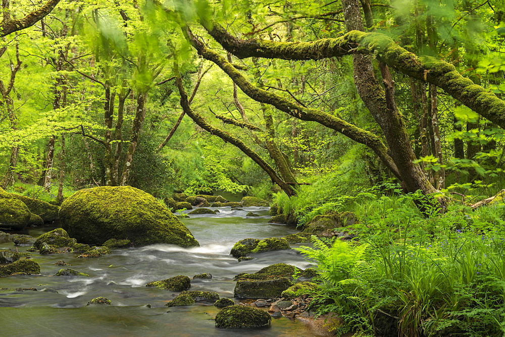 Spring foliage surrounding the River Teign near Fingle Bridge, Dartmoor National Park, Devon, England, United Kingdom, Europe