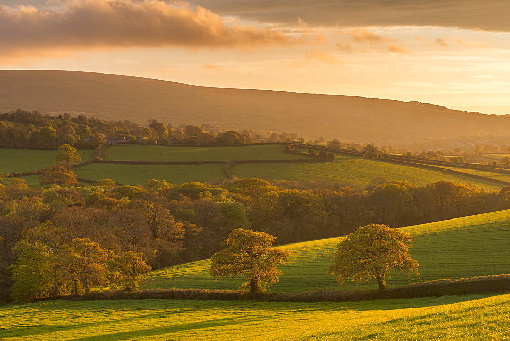 Rich evening spring sunshine bathes the rolling Devon countryside in golden light, Dartmoor, Devon, England, United Kingdom, Europe