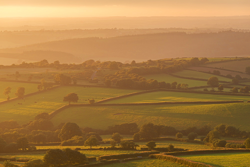 Rolling Dartmoor countryside on a summer evening, near Brentor, Devon, England, United Kingdom, Europe