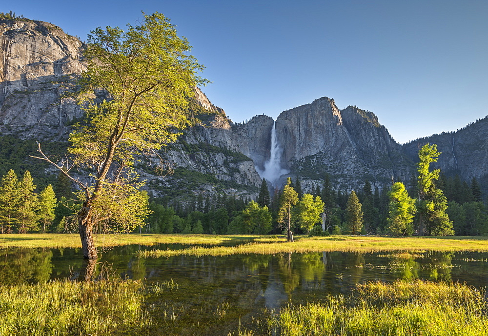 Yosemite Falls beyond a flooded meadow in Yosemite Valley, Yosemite National Park, UNESCO World Heritage Site, California, United States of America, North America