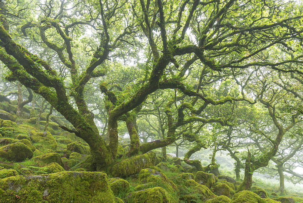 Gnarled twisted moss covered Stunted oak trees in Wistmans Wood, Site of Special Scientific Interest, Dartmoor National Park, Devon, England, United Kingdom, Europe