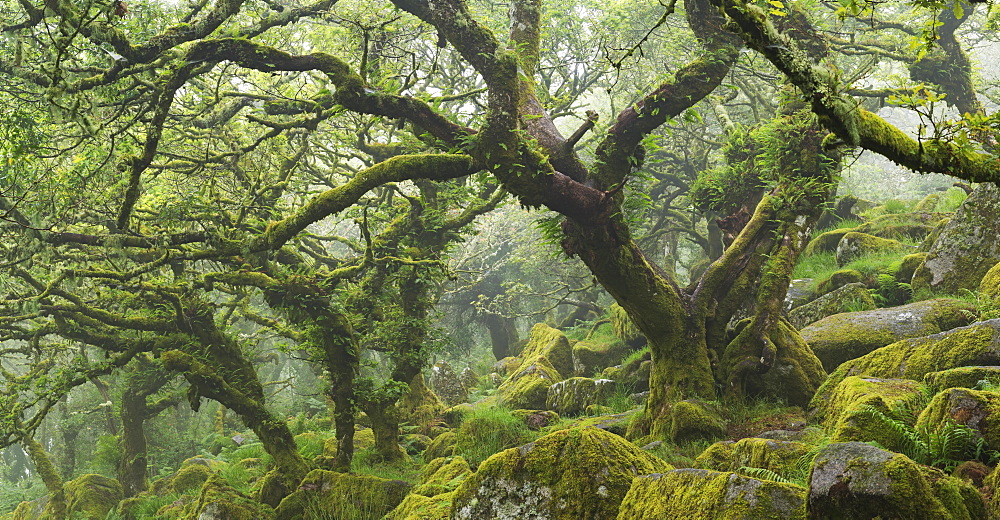 Twisted moss covered trees in the mysterious Wistmans Wood in Dartmoor National Park, Devon, England, United Kingdom, Europe