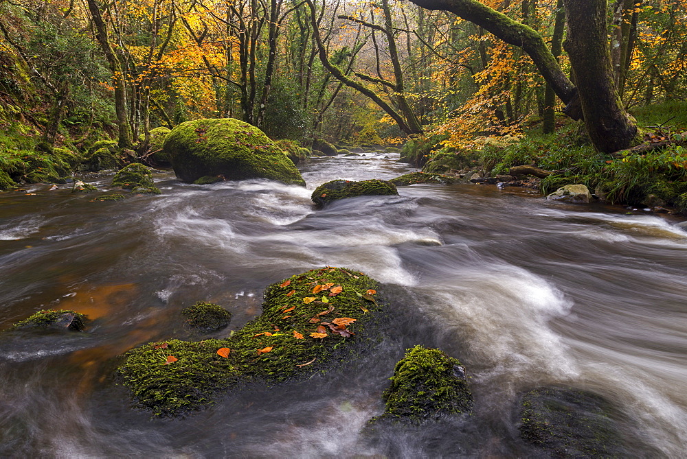 River Teign rushing through rocks between colourful autumn trees, Fingle Bridge, Dartmoor, Devon, England, United Kingdom, Europe