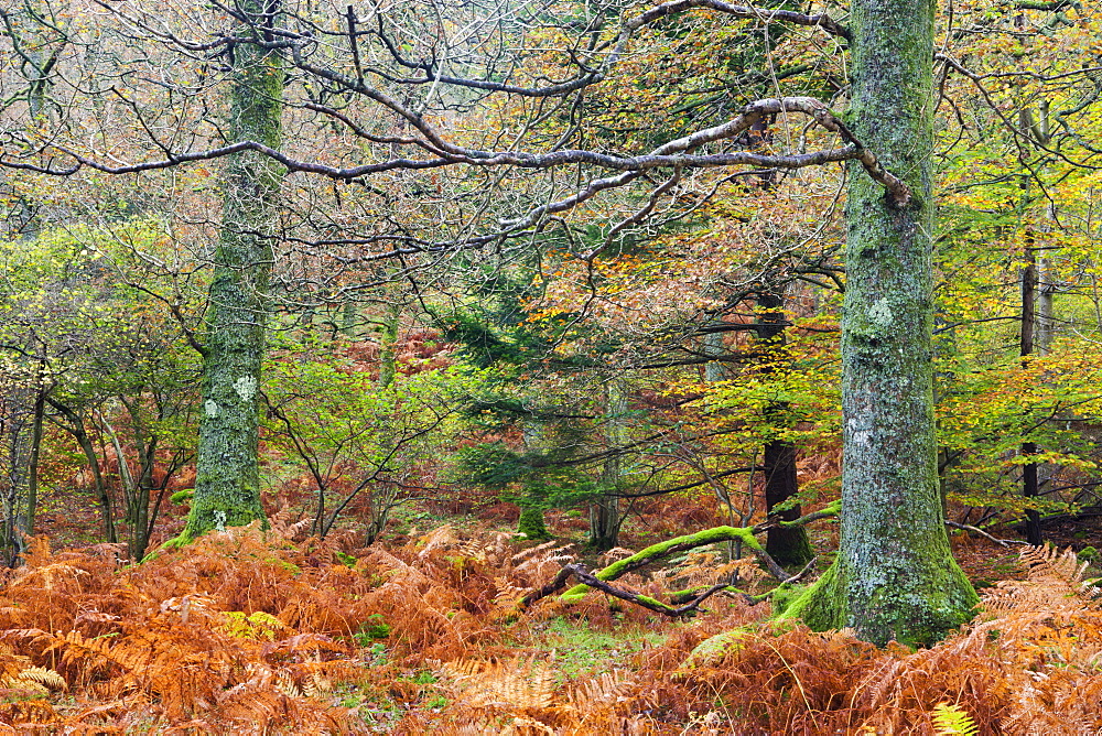 Autumn colours in a deciduous woodland at Brandelhow Park near Keswick, Lake District National Park, Cumbria, England, United Kingdom, Europe