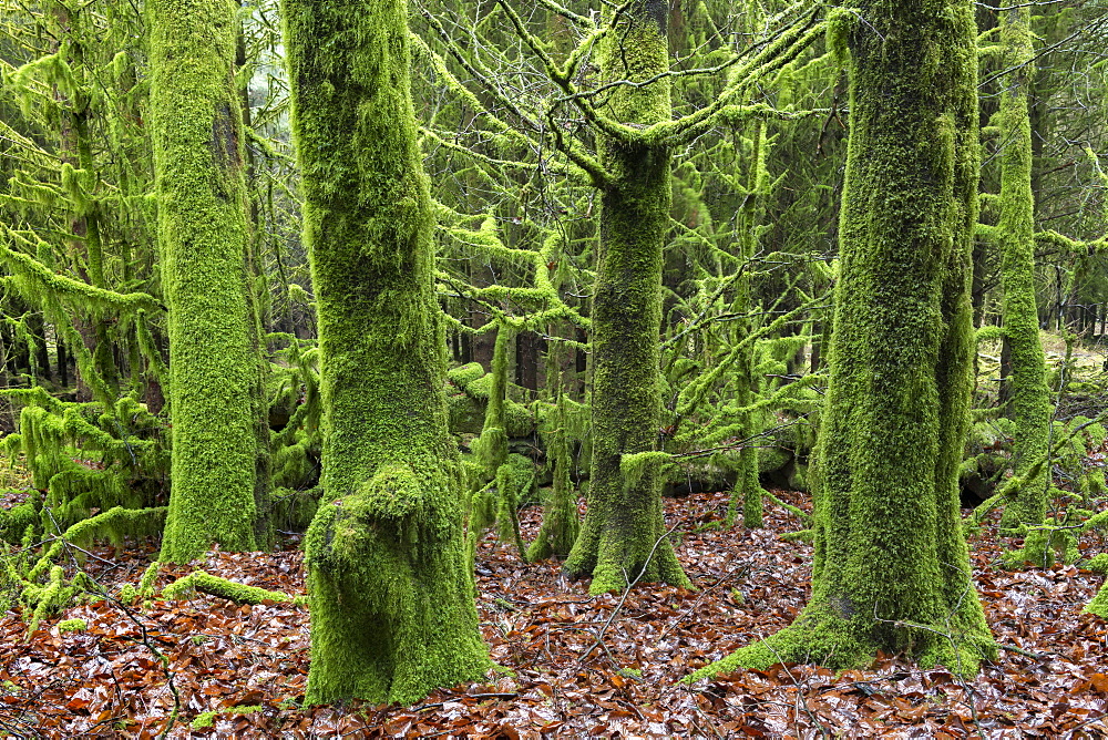 Moss covered trees in Bellever Wood, Dartmoor National Park, Devon, England, United Kingdom, Europe