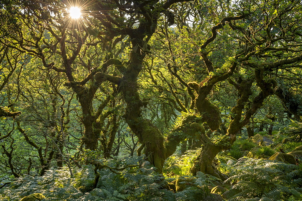 Late evening sunshine in Wistman's Wood SSSI in Dartmoor National Park, Devon, England, United Kingdom, Europe