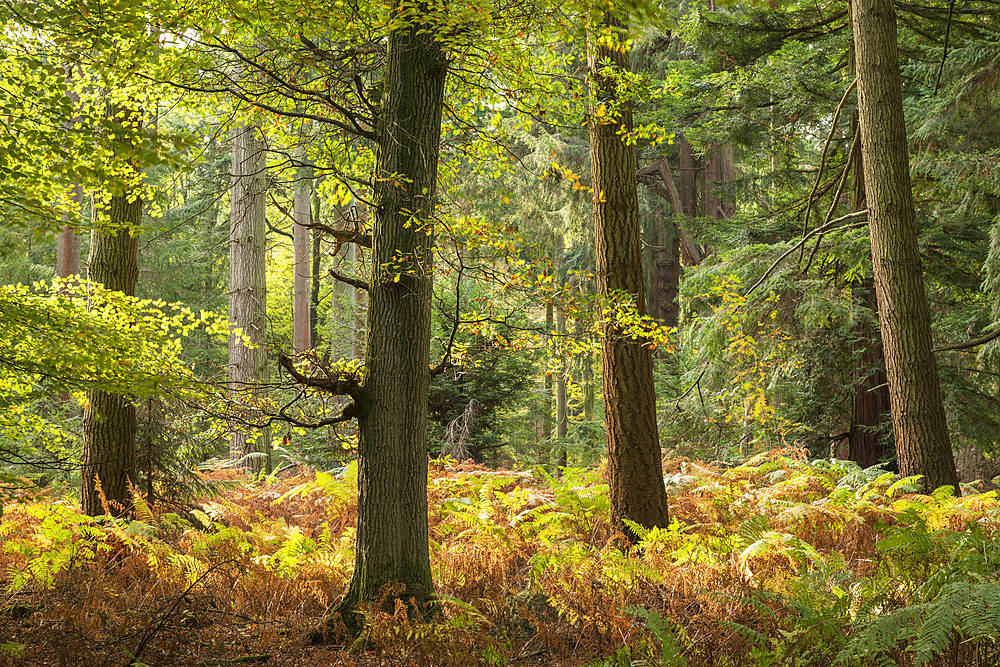 Autumnal colours on a sunny morning near Rhinefield Ornamental Drive in the New Forest National Park, Hampshire, England, United Kingdom, Europe