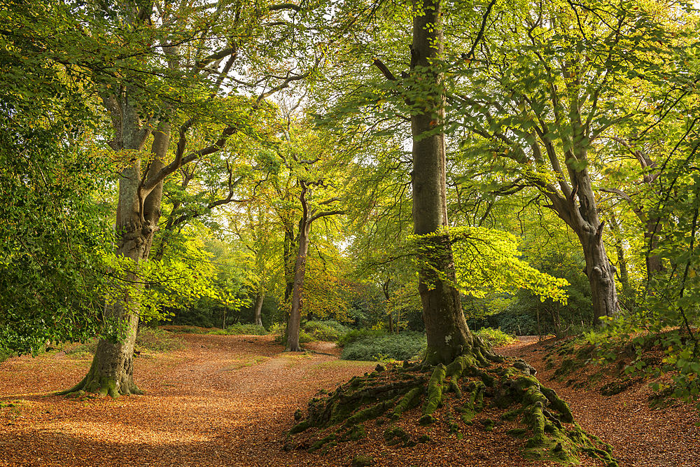 Deciduous woodland near the village of Burley in morning sunlight, New Forest National Park, Hampshire, England, United Kingdom, Europe