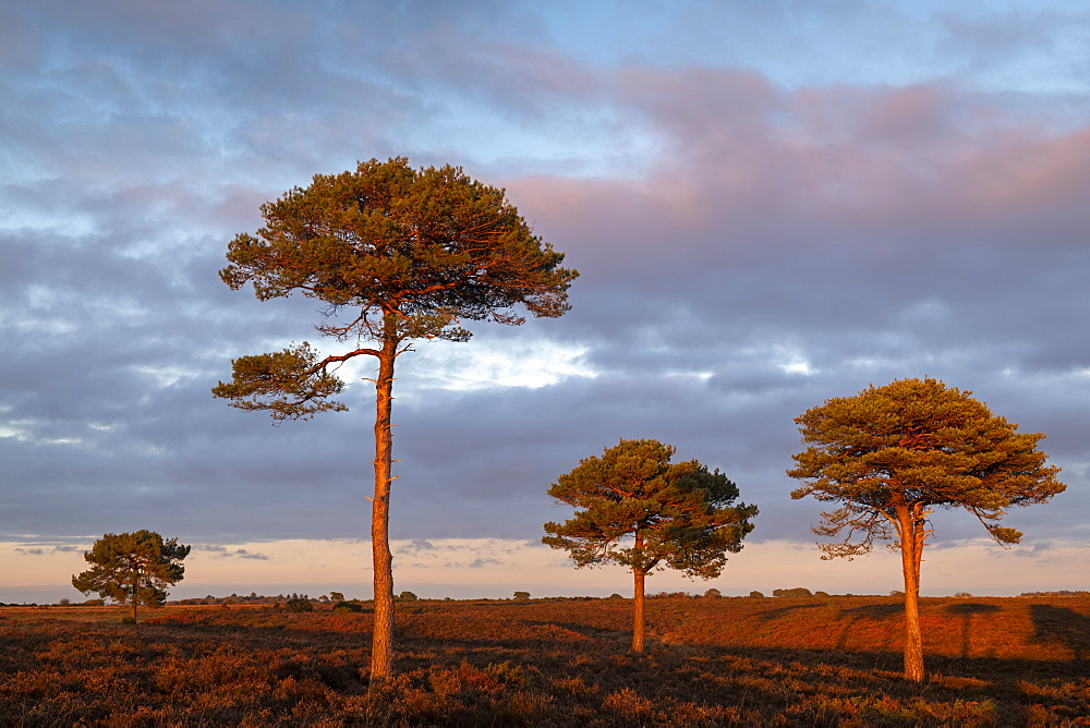 Scots Pine trees on the heathland bathed in evening sunlight, New Forest National Park, Hampshire, England, United Kingdom, Europe