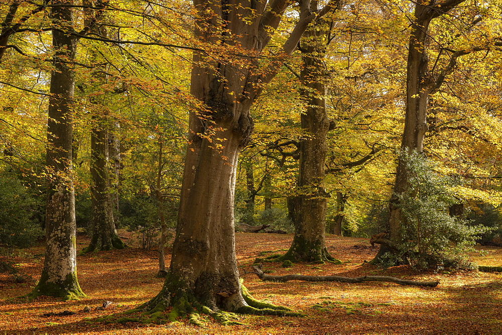 Mature beech woodland during autumn, New Forest National Park, Hampshire, England, United Kingdom, Europe