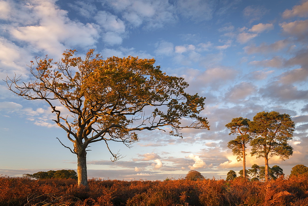 Trees on the heathland in late evening sunlight, New Forest, Hampshire, England, United Kingdom, Europe