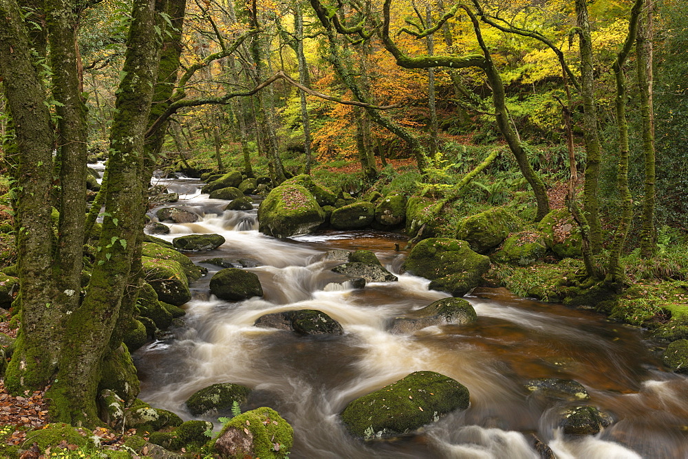 Fast flowing woodland stream, Dartmoor National Park, Devon, England, United Kingdom, Europe