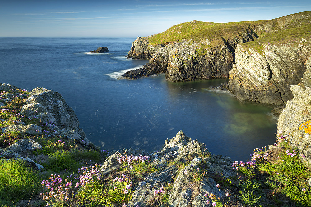 Sea pink wildflowers on the cliff tops on the rugged west coast of Anglesey, North Wales, United Kingdom, Europe