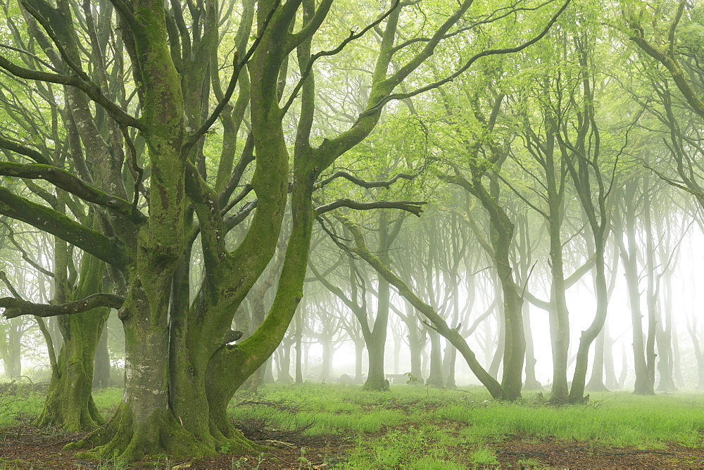 Deciduous trees with spring foliage in a foggy woodland, Cornwall, England, United Kingdom, Europe