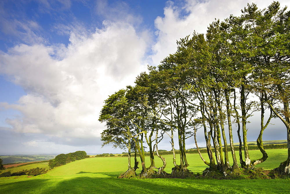 Exmoor beech hedge in a field near North Radworthy, Exmoor National Park, Devon, England, United Kingdom, Europe