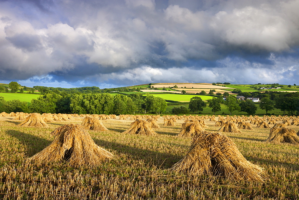 Harvested corn stacked traditionally in stooks, Coldridge, Mid Devon, England, United Kingdom, Europe