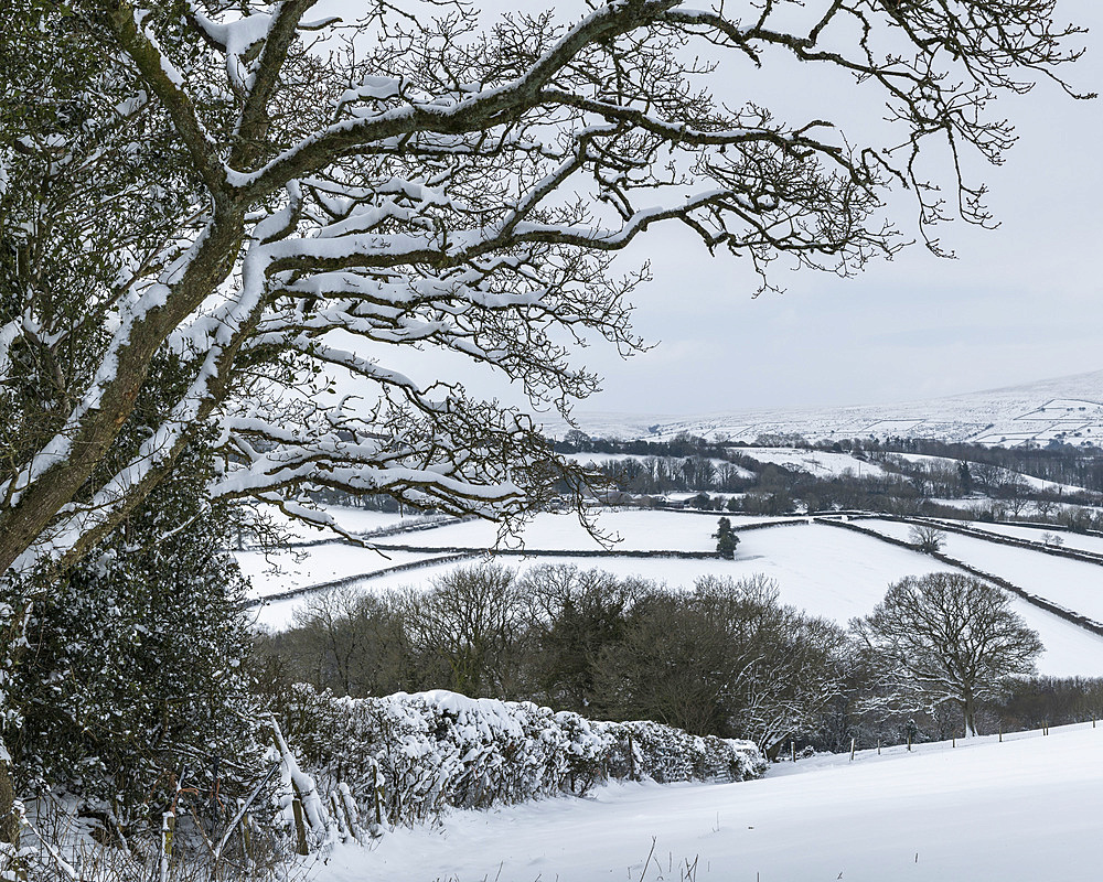 Snow covered Dartmoor countryside in winter near South Tawton, Devon, England, United Kingdom, Europe