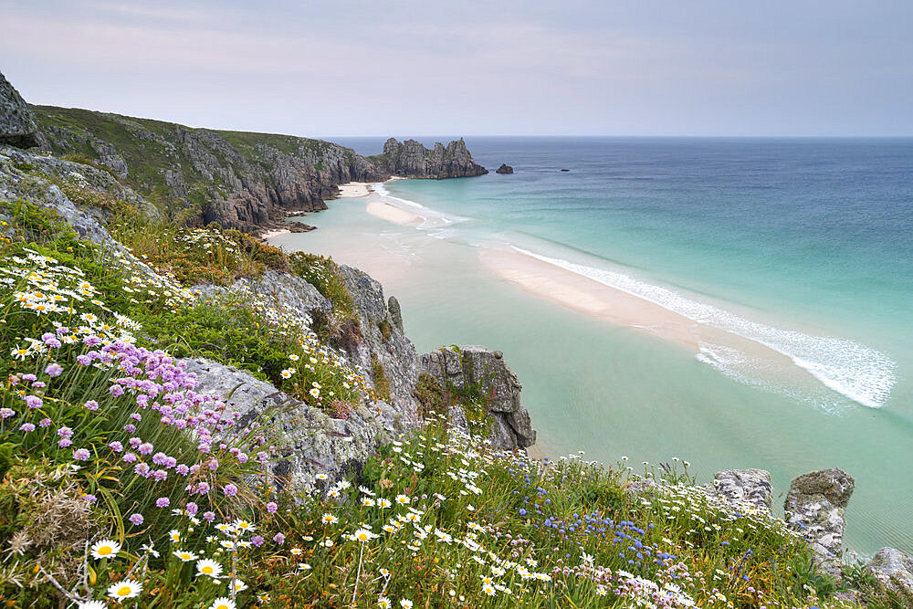 Wildflowers in spring on the cliffs above Pednvounder Beach and Logan Rock, Cornwall, England, United Kingdom, Europe